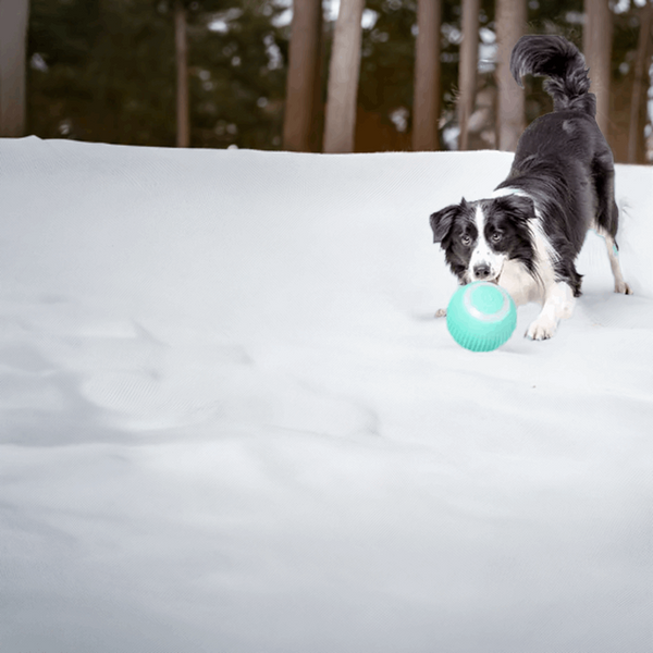 Electric Dog Toys